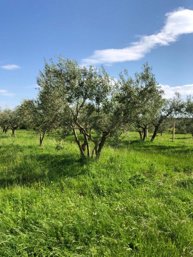 Olive Tree Apartments Умаг Экстерьер фото